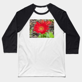 Red Wet Gerber Daisy Baseball T-Shirt